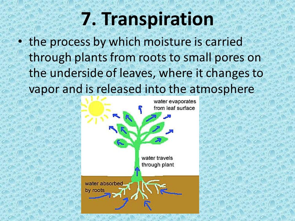 7. Transpiration