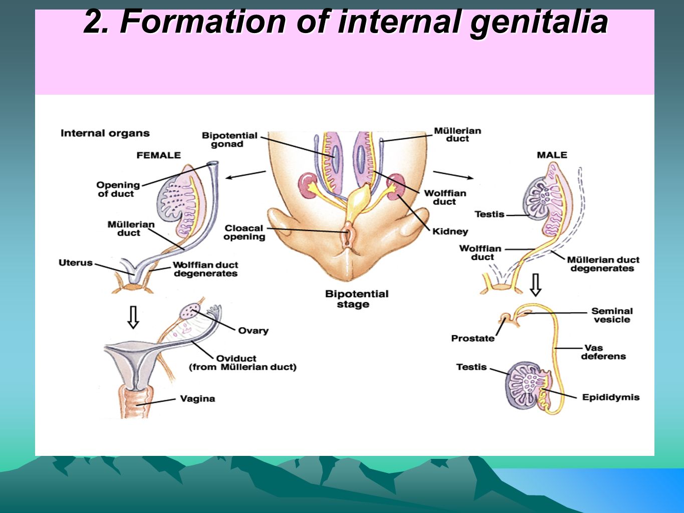 Midget genitalia size