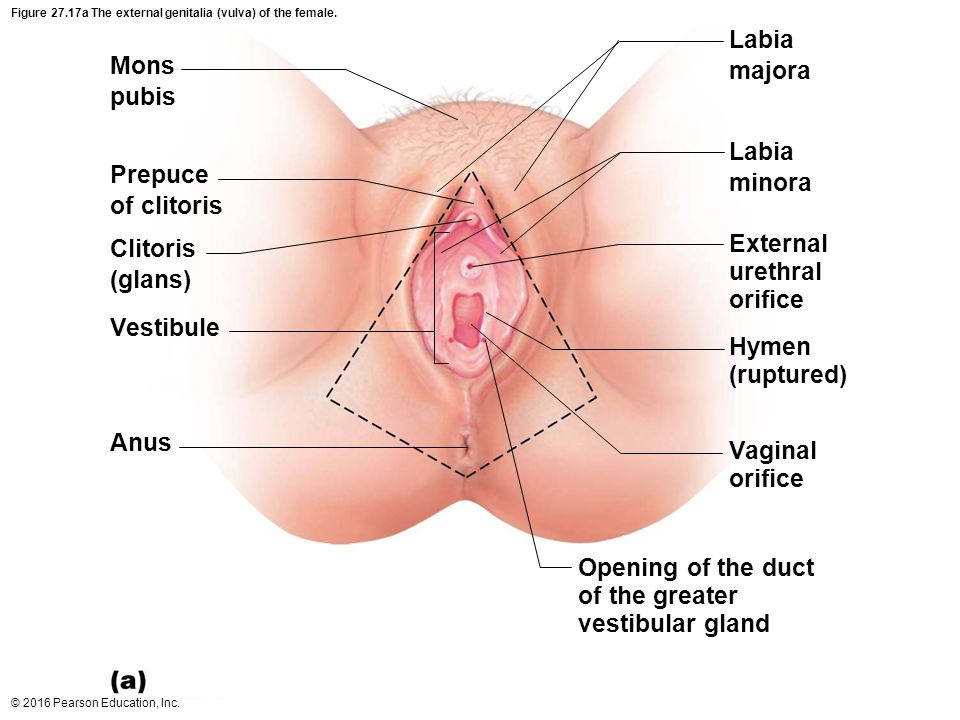 Askmen clitoris location
