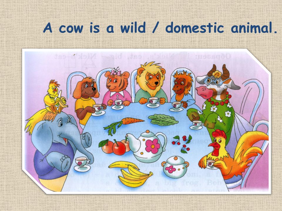 A cow is a wild / domestic animal.