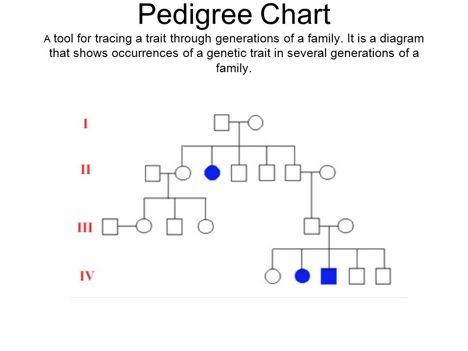 Human Pedigree Chart Generator