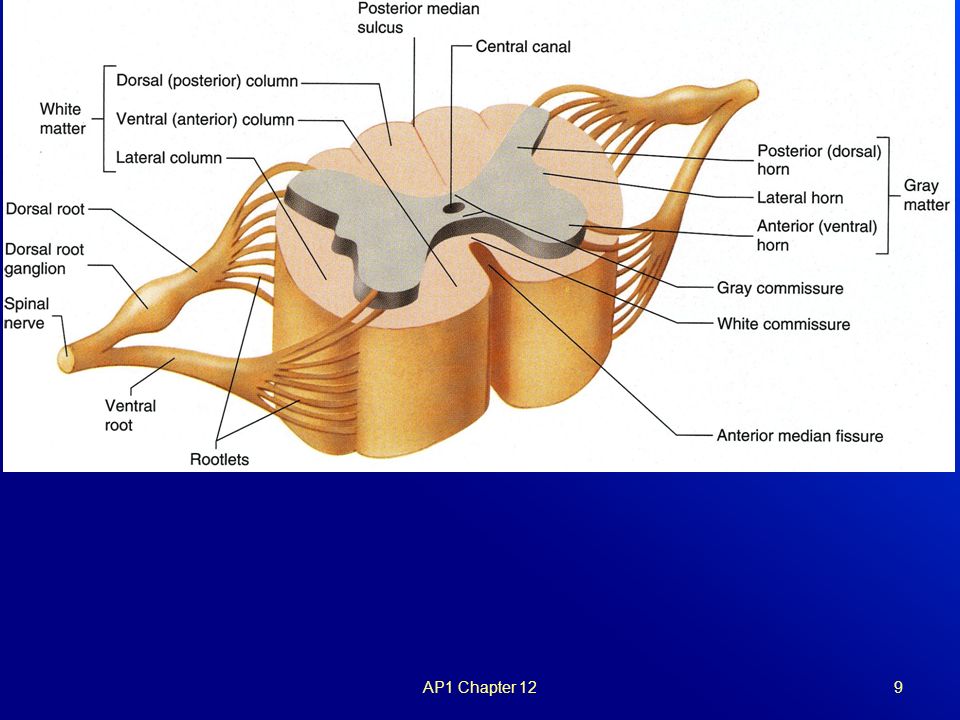 spinal cord,frontal plane spinal cord & spinal nerves