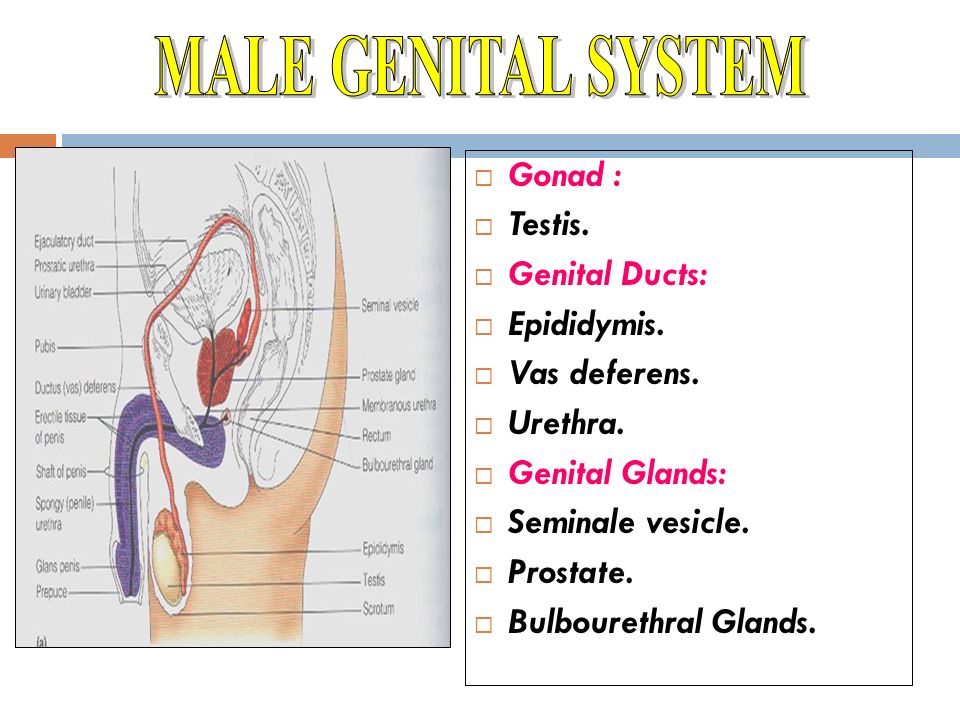 vas deferens, vas deferens.urethra.genital glands:seminale vesicle.prosta