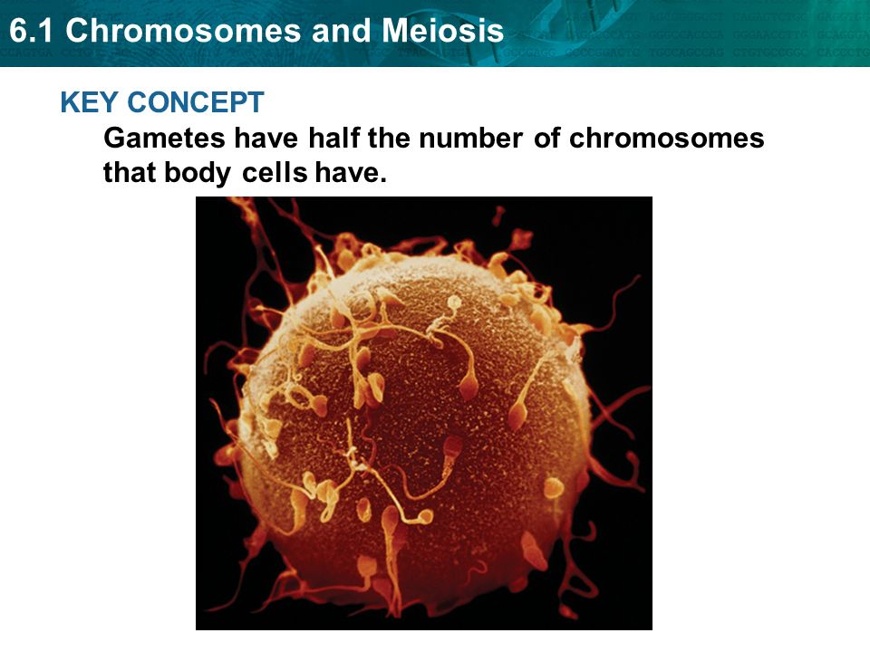 KEY CONCEPT Gametes have half the number of chromosomes that body cells have.