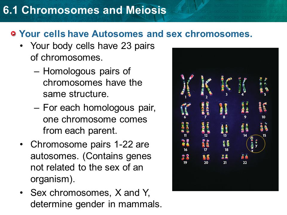 Your cells have Autosomes and sex chromosomes.
