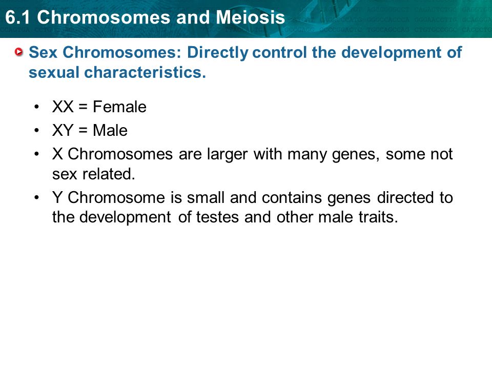 Sex Chromosomes: Directly control the development of sexual characteristics.