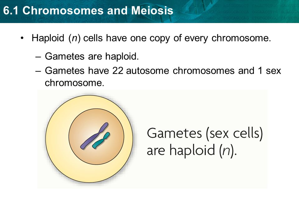 Haploid (n) cells have one copy of every chromosome.