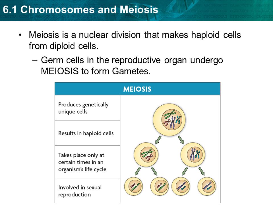 Meiosis is a nuclear division that makes haploid cells from diploid cells.