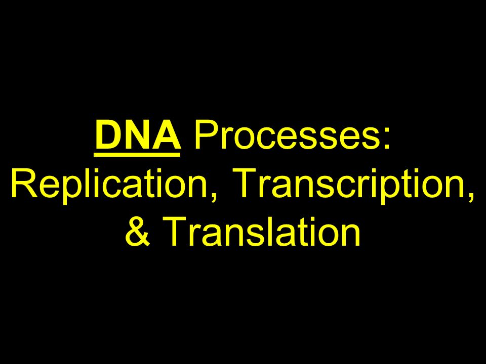 what is the difference between replication transcription and translation