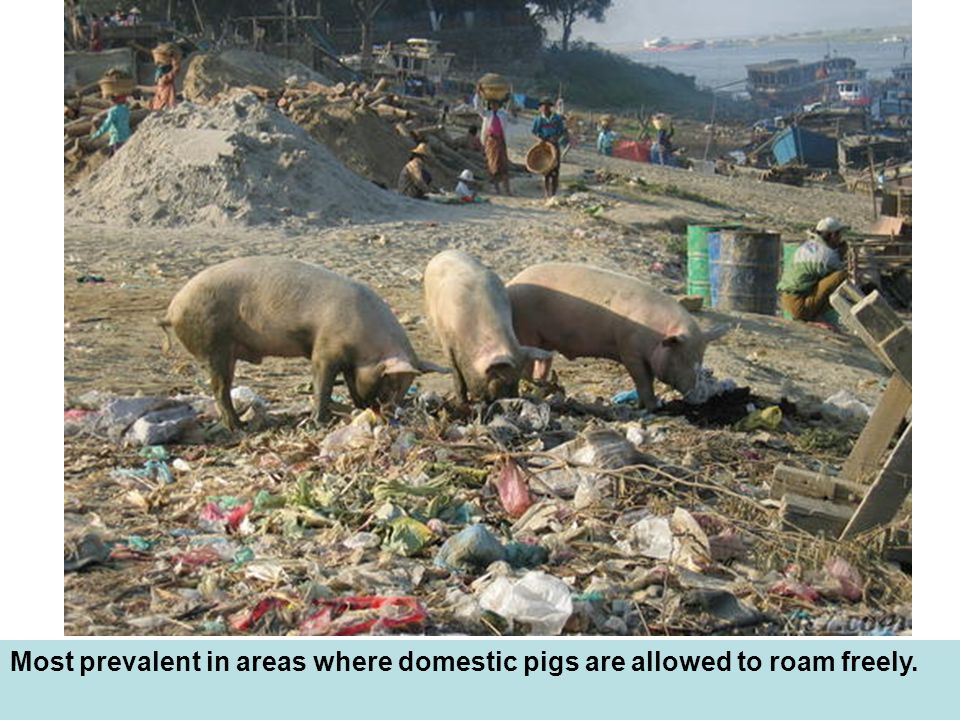Most prevalent in areas where domestic pigs are allowed to roam freely.
