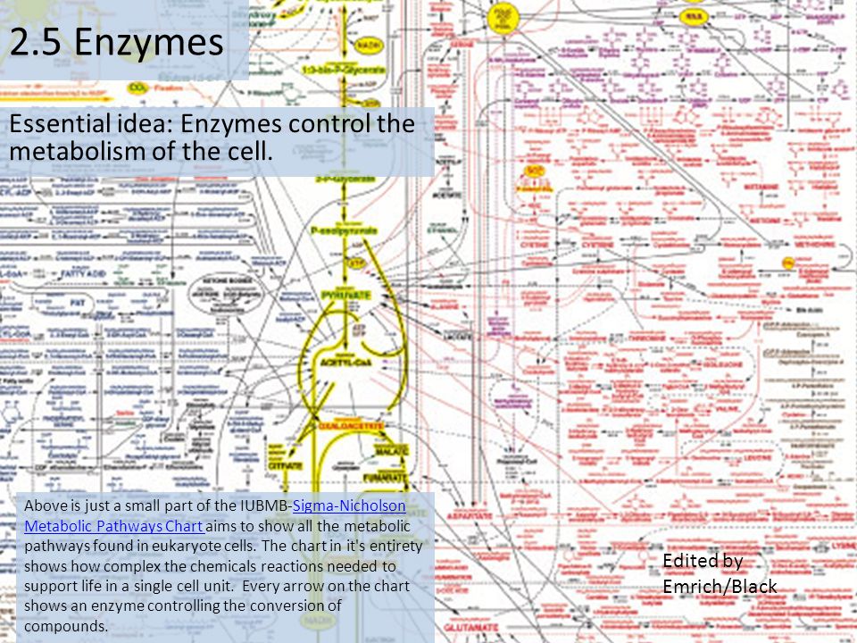 Essential idea: Enzymes control the metabolism of the cell ...
