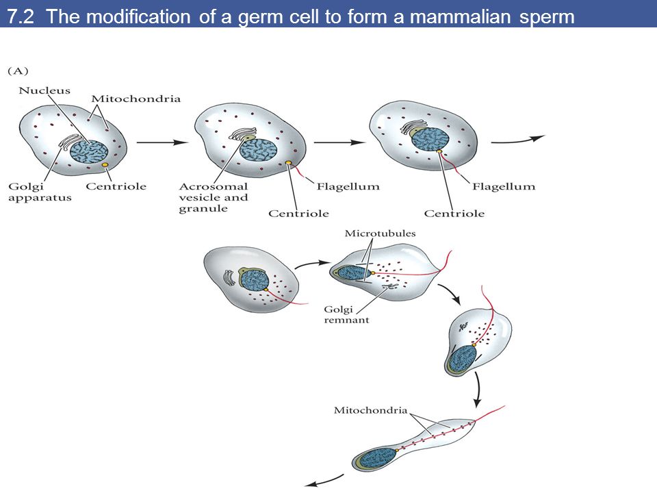 Do sperm cells die in the air
