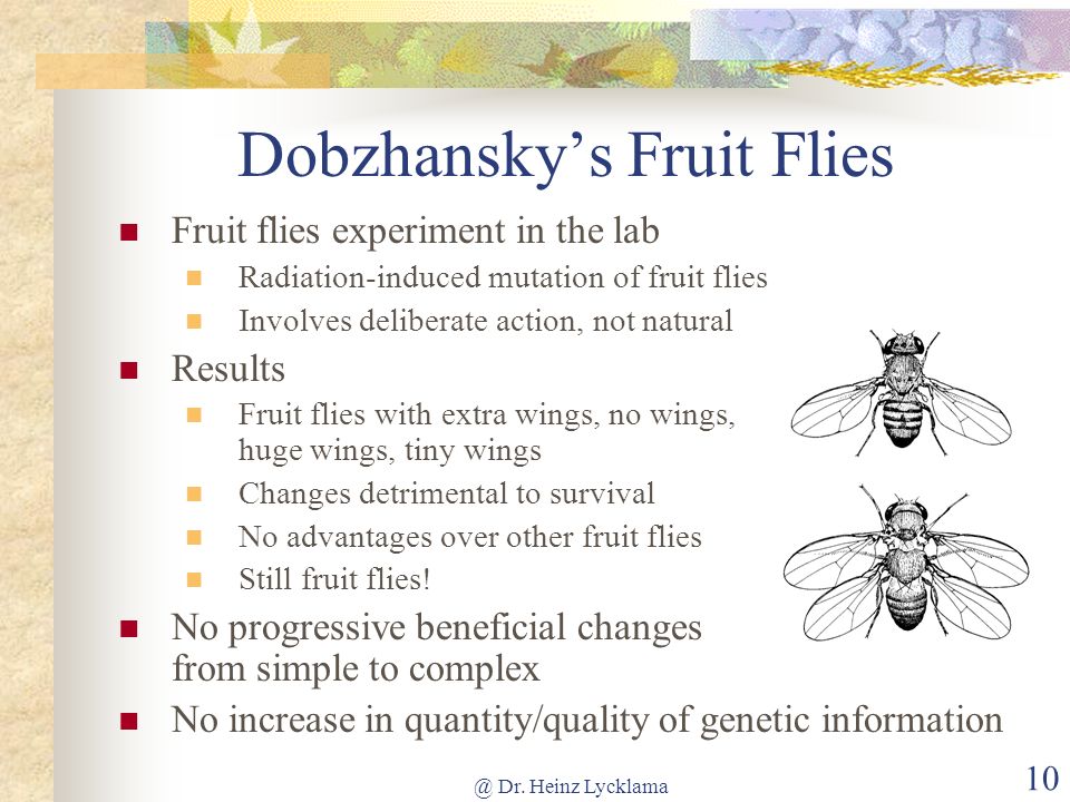 Dobzhansky’s Fruit Flies