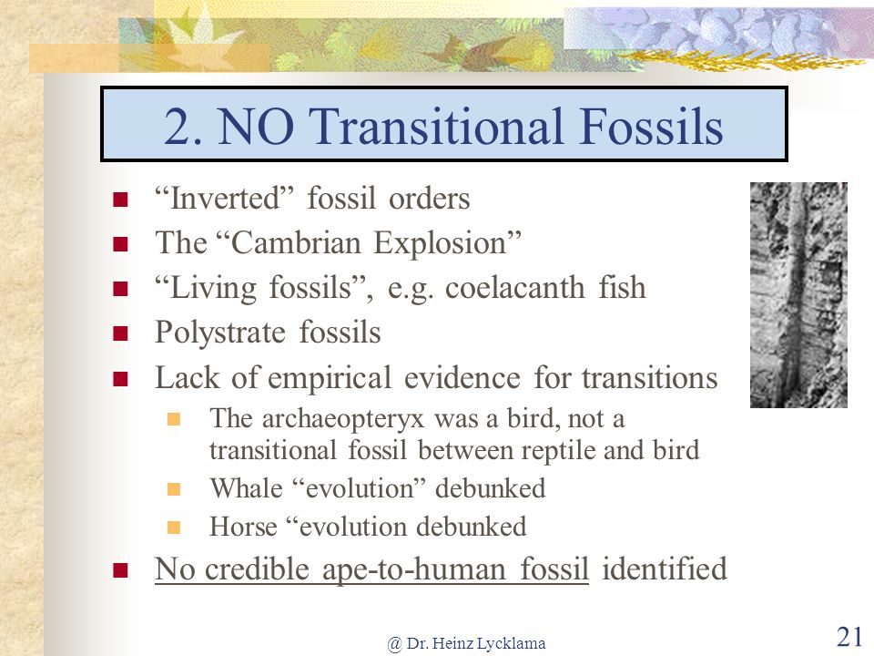 2. NO Transitional Fossils