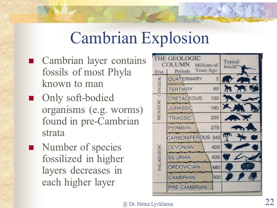 Cambrian Explosion Cambrian layer contains fossils of most Phyla known to man. Only soft-bodied organisms (e.g. worms) found in pre-Cambrian strata.