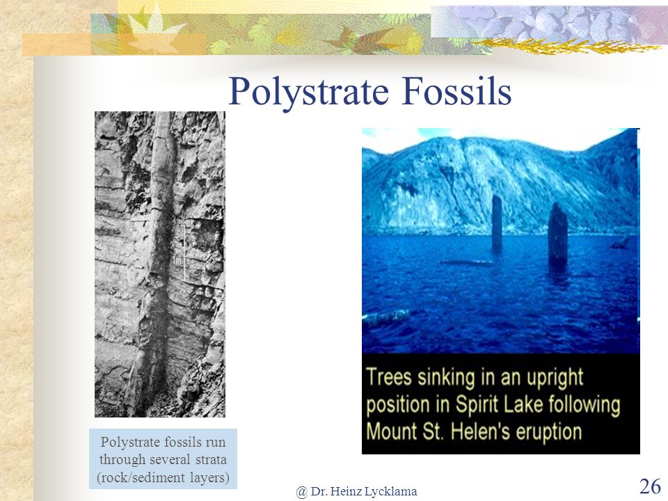 Polystrate Fossils Polystrate fossils run