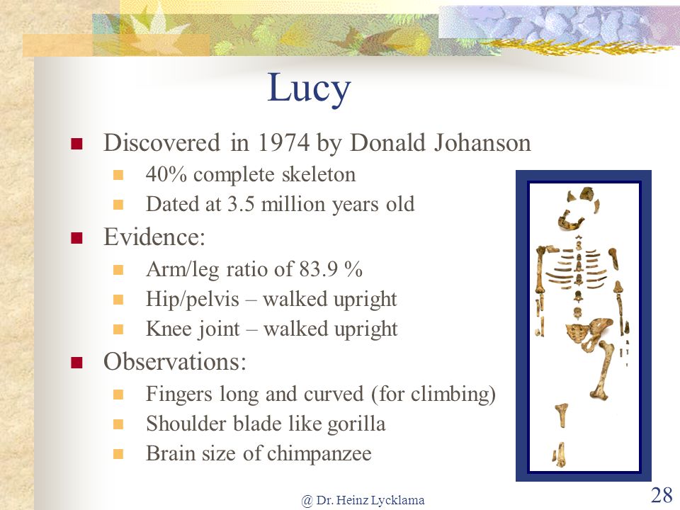 Lucy Discovered in 1974 by Donald Johanson Evidence: Observations: