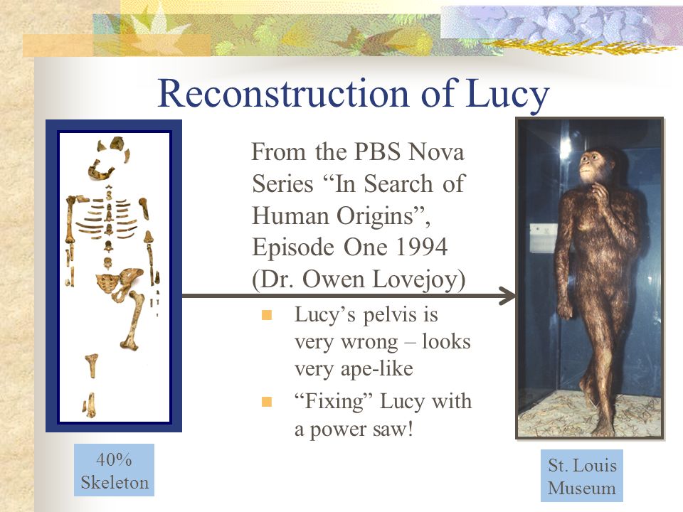 Reconstruction of Lucy