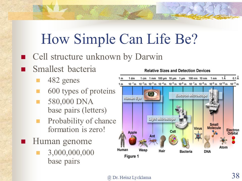 How Simple Can Life Be Cell structure unknown by Darwin