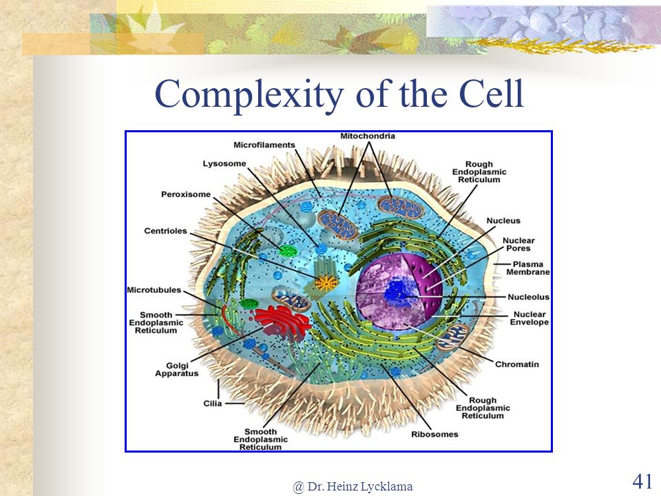 Complexity of the Dr. Heinz Lycklama 41