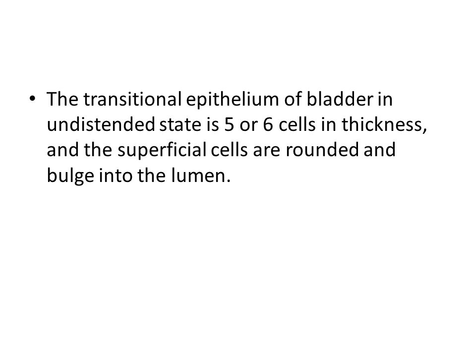 histology of the ureters, urinary bladder and urethra