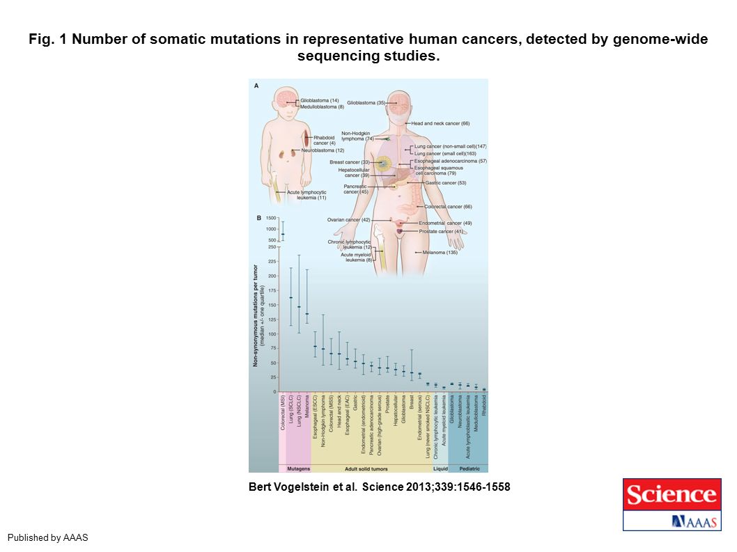 Fig. 1 Number of somatic mutations in representative human cancers, detected by genome-wide sequencing studies.