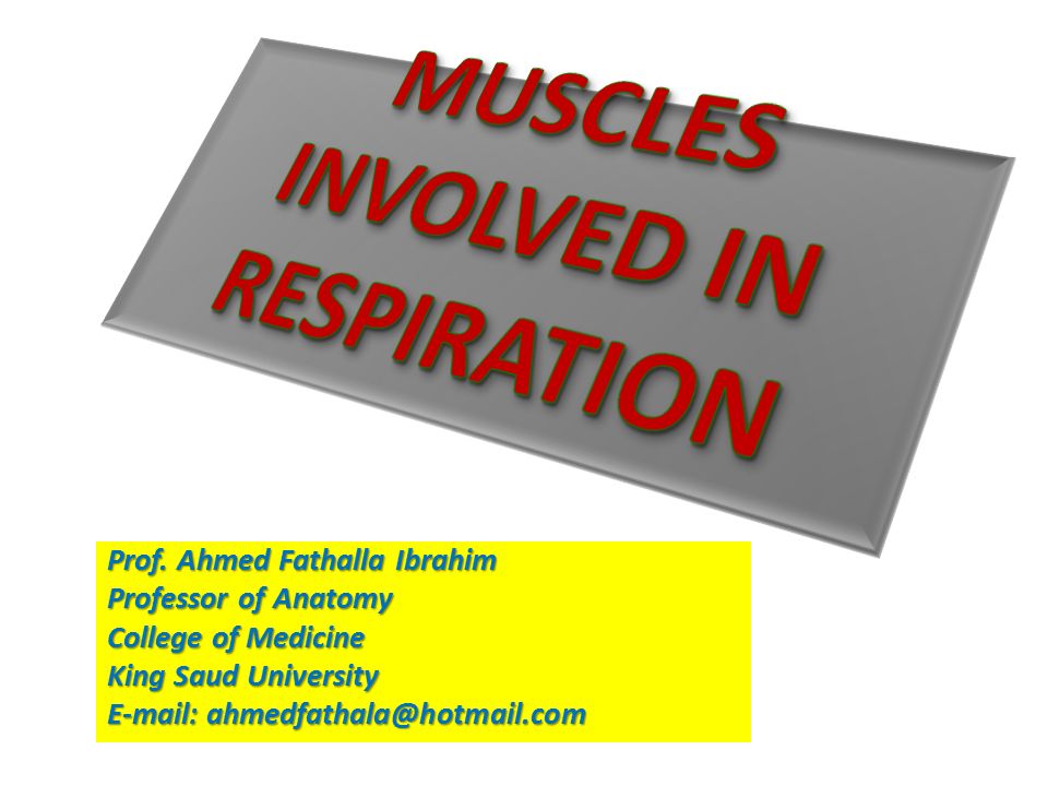 MUSCLES INVOLVED IN RESPIRATION