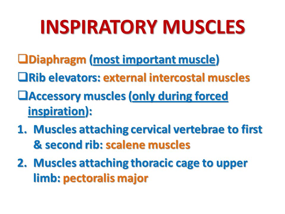 INSPIRATORY MUSCLES Diaphragm (most important muscle)