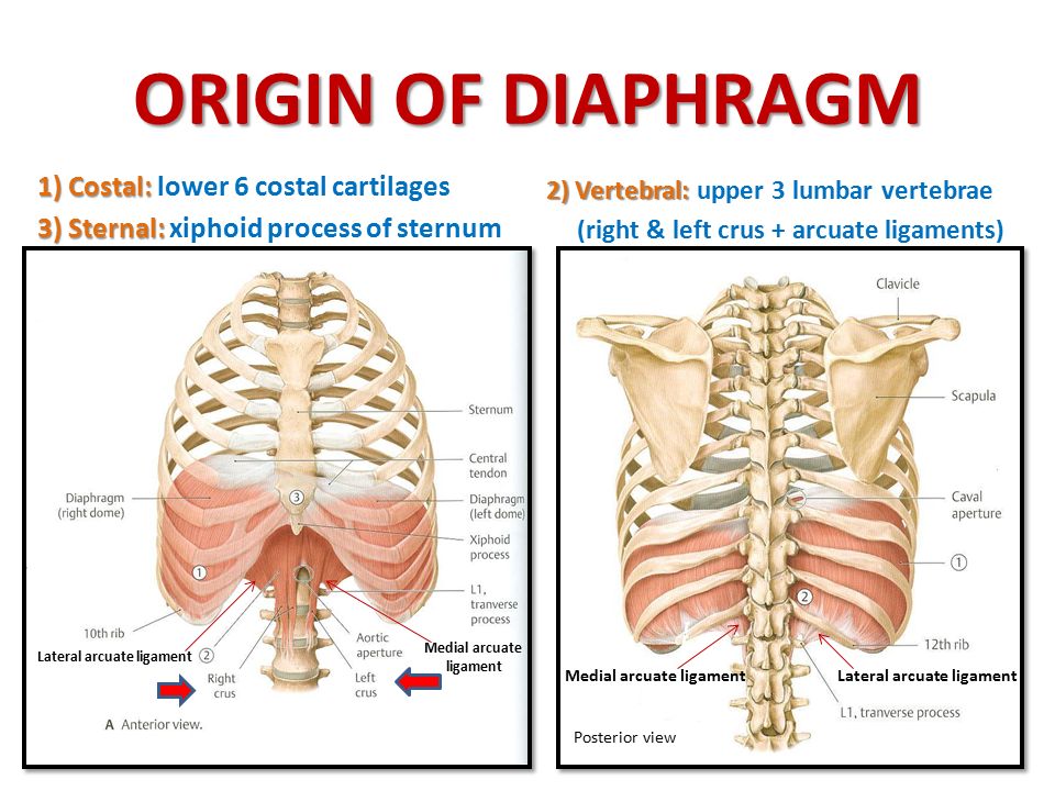 ORIGIN OF DIAPHRAGM 1) Costal: lower 6 costal cartilages