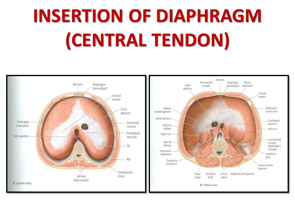 INSERTION OF DIAPHRAGM (CENTRAL TENDON)