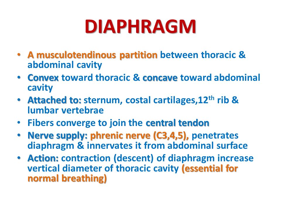 DIAPHRAGM A musculotendinous partition between thoracic & abdominal cavity. Convex toward thoracic & concave toward abdominal cavity.
