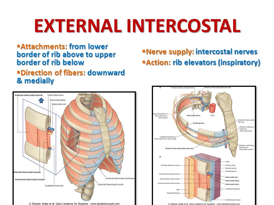 EXTERNAL INTERCOSTAL Attachments: from lower border of rib above to upper border of rib below. Direction of fibers: downward & medially.