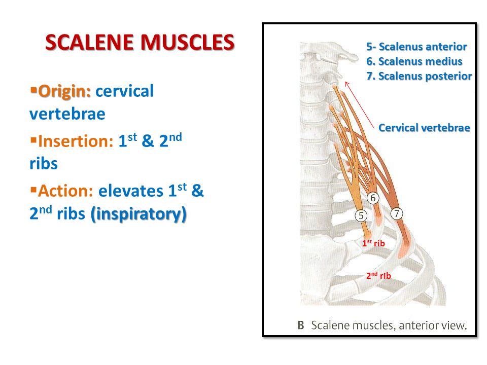 SCALENE MUSCLES Origin: cervical vertebrae Insertion: 1st & 2nd ribs