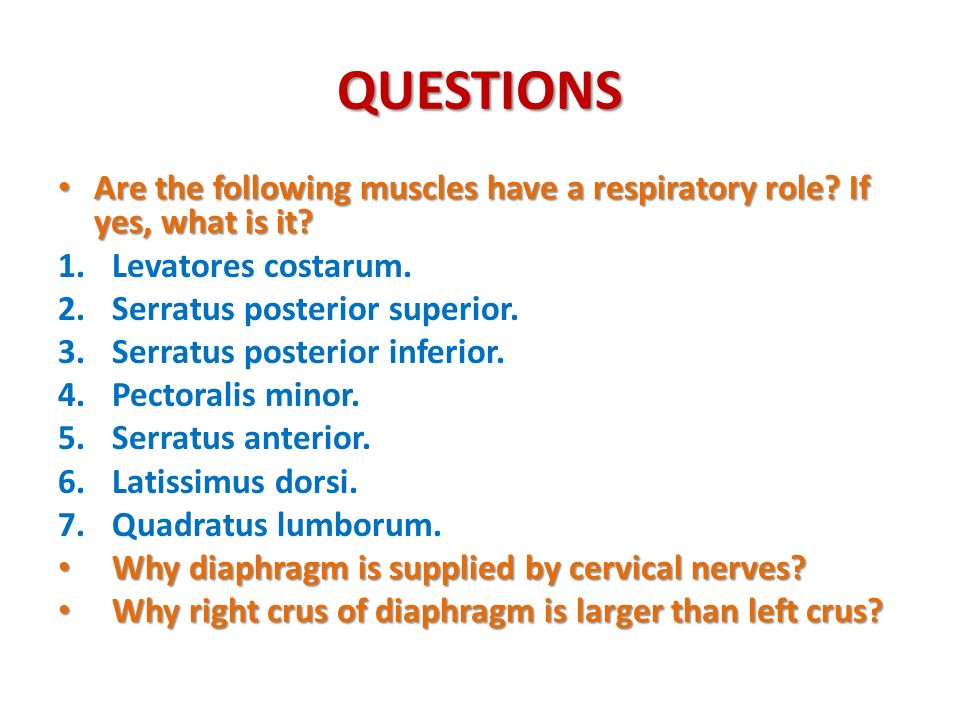 QUESTIONS Are the following muscles have a respiratory role If yes, what is it Levatores costarum.