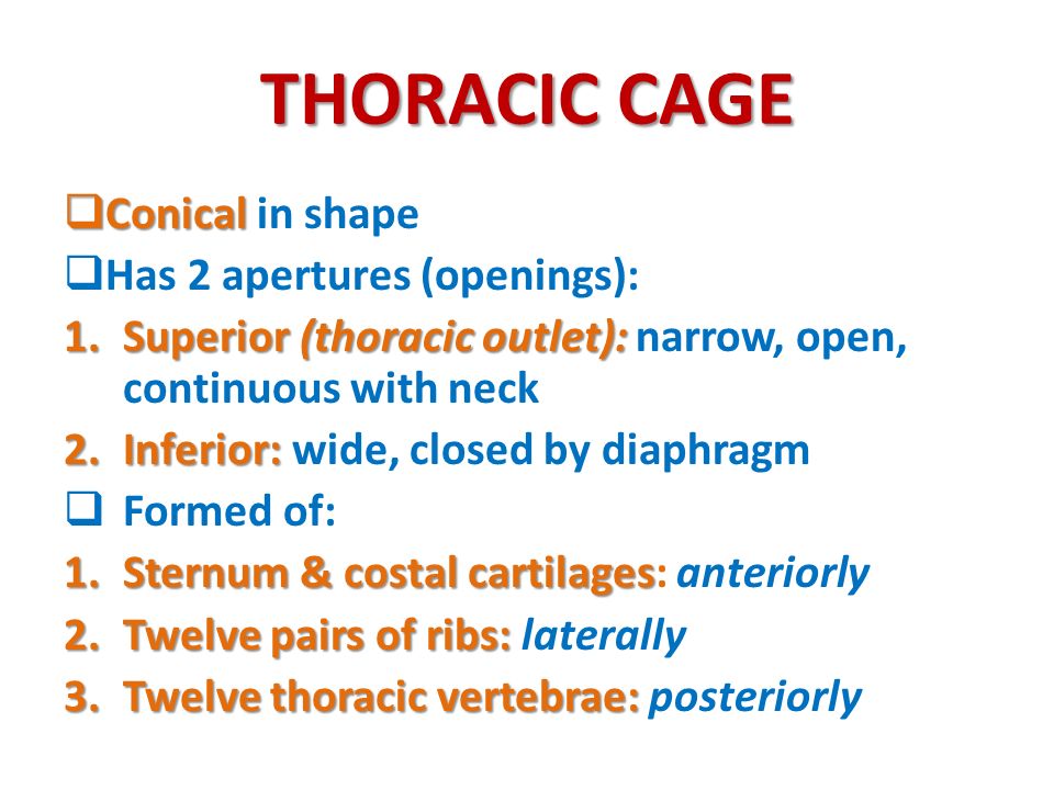 THORACIC CAGE Conical in shape Has 2 apertures (openings):