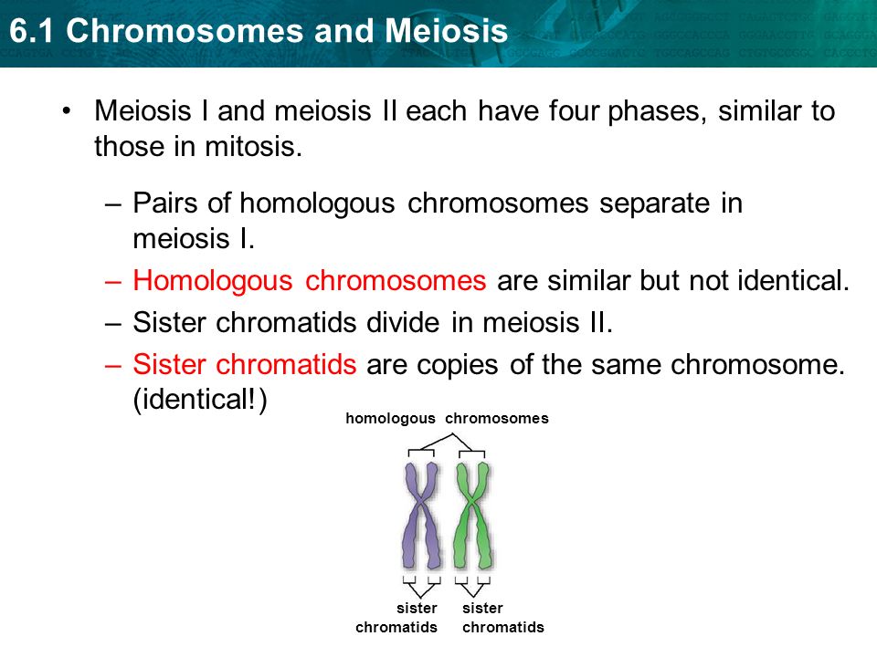 Pairs of homologous chromosomes separate in meiosis I.