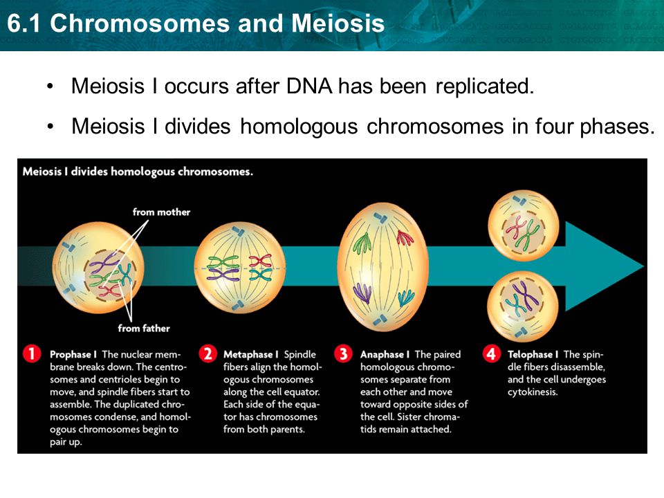 Meiosis I occurs after DNA has been replicated.