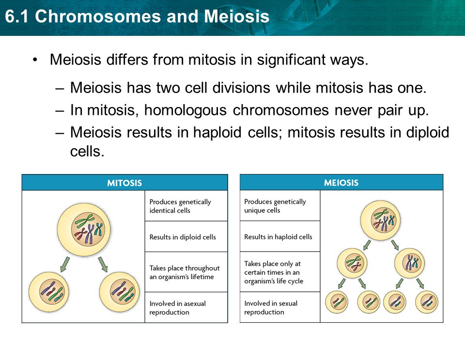 Meiosis differs from mitosis in significant ways.