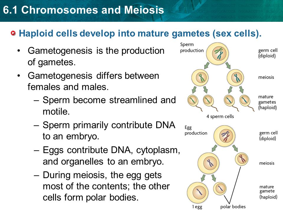 Haploid cells develop into mature gametes (sex cells).