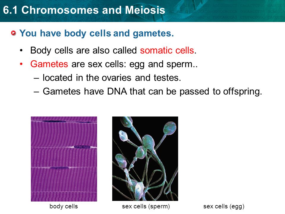 You have body cells and gametes.