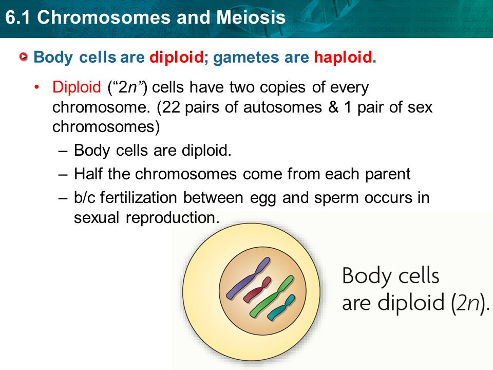 Body cells are diploid; gametes are haploid.