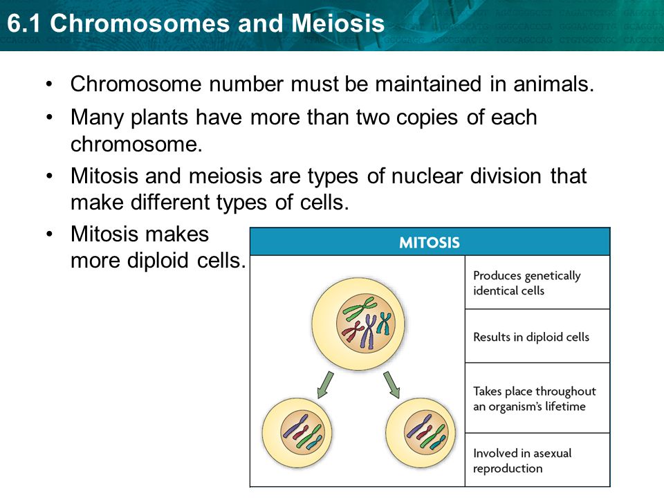 Chromosome number must be maintained in animals.
