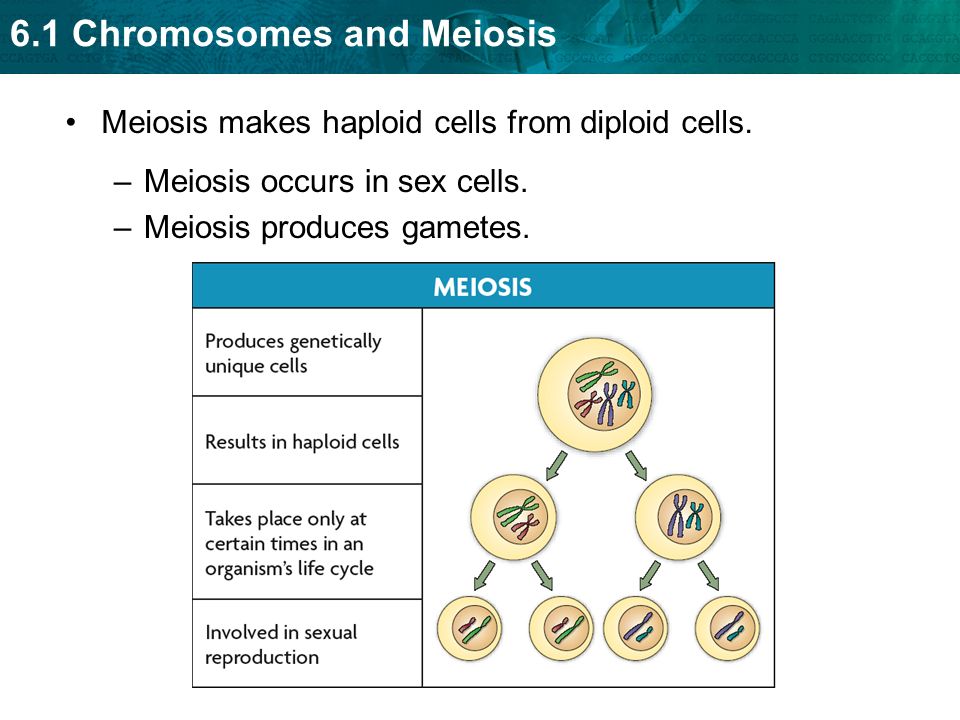 Meiosis makes haploid cells from diploid cells.