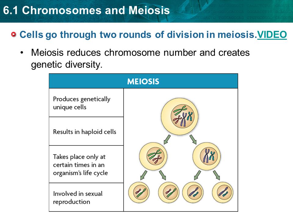 Cells go through two rounds of division in meiosis.VIDEO