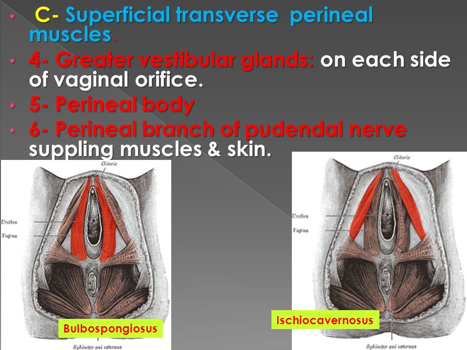 Perineal hernia anal gland