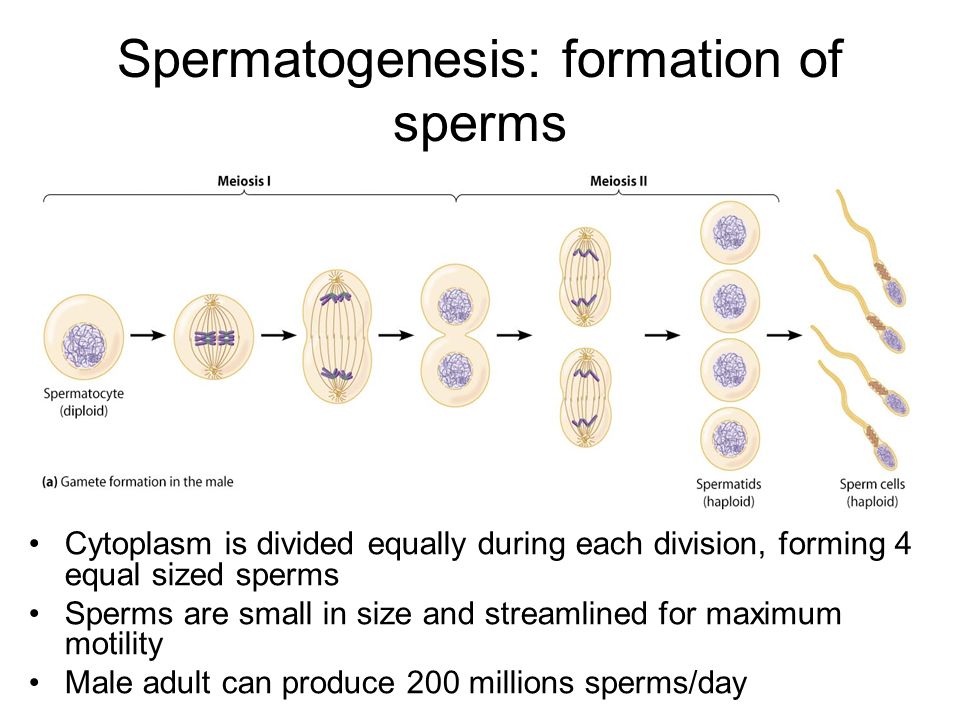 Production of sperm cell