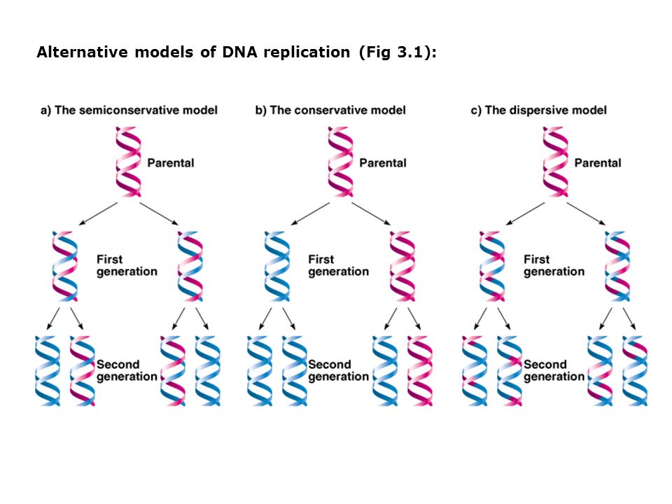 Alternative Models Of Dna Replication Fig 3 1 Ppt Video Online Download