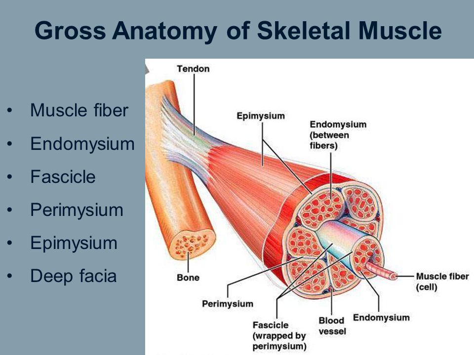 Gross Anatomy Of Skeletal Muscle Ppt Video Online Download