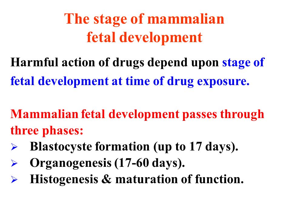 The stage of mammalian fetal development