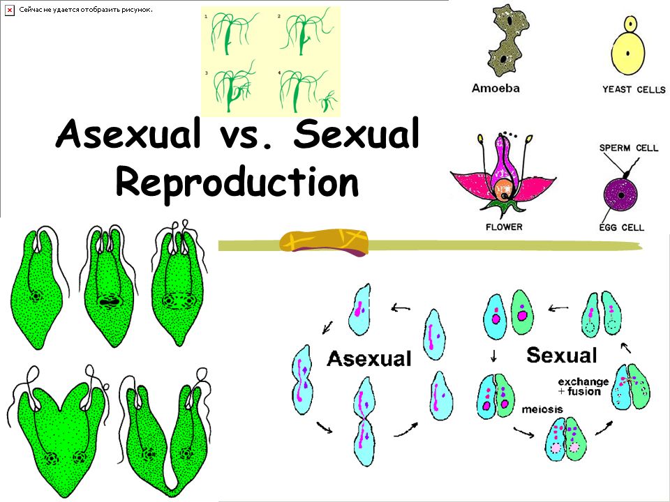 Половое Размножение Секс